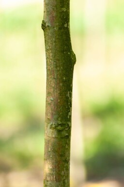 Juglans regia hoogstam 6/8
