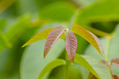 Juglans regia hoogstam 6/8