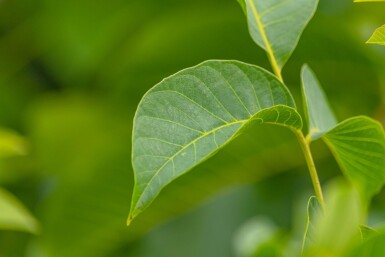 Juglans regia hoogstam 6/8