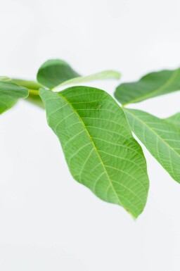 Juglans regia hoogstam 6/8