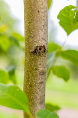Juglans regia hoogstam 6/8