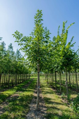 Juglans regia hoogstam 6/8