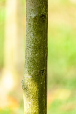 Juglans regia hoogstam 6/8