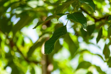 Juglans regia hoogstam 6/8