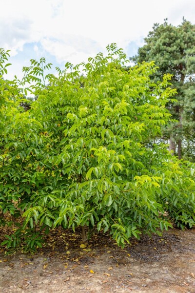 Juglans regia meerstammig 300-350