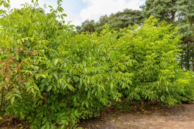 Juglans regia meerstammig