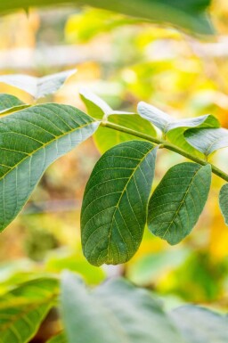 Juglans regia meerstammig 300-350