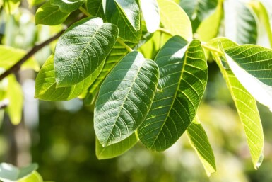 Juglans regia meerstammig 300-350