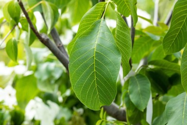 Juglans regia meerstammig 300-350