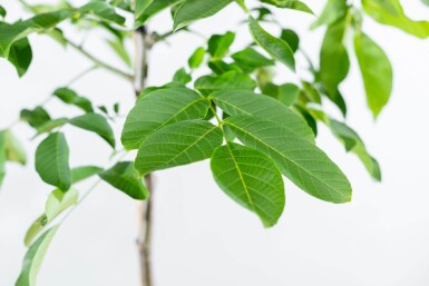 Juglans regia meerstammig 300-350