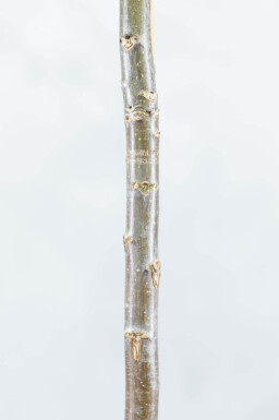 Juglans regia meerstammig 300-350