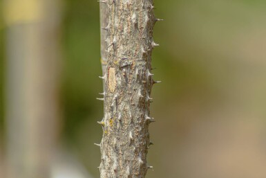 Kalopanax septemlobus meerstammig