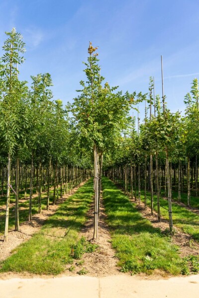 Koelreuteria paniculata hoogstam 10/12
