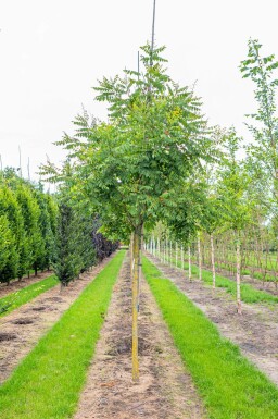 Koelreuteria paniculata hoogstam 10/12