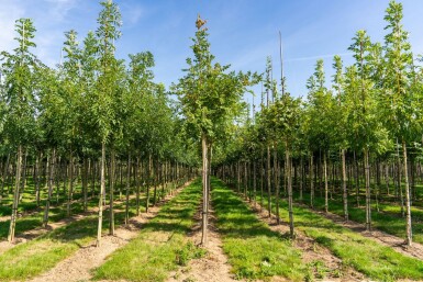 Koelreuteria paniculata hoogstam 10/12