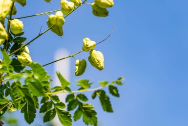 Koelreuteria paniculata hoogstam 10/12