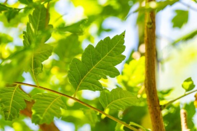 Koelreuteria paniculata hoogstam 10/12