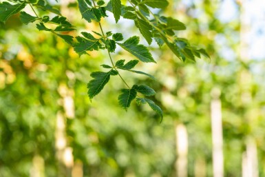 Koelreuteria paniculata hoogstam 10/12