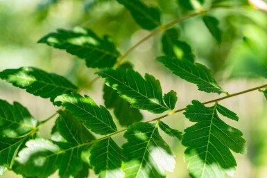 Koelreuteria paniculata hoogstam 10/12