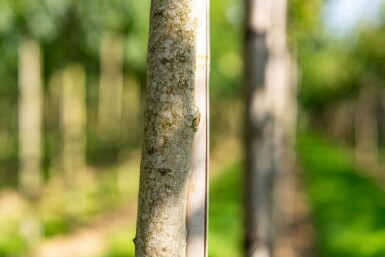 Koelreuteria paniculata hoogstam 10/12