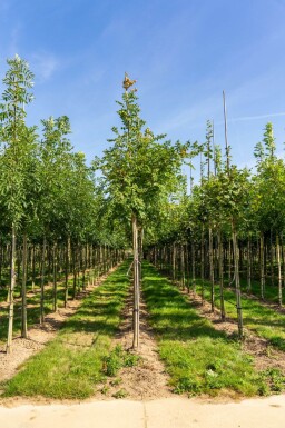 Koelreuteria paniculata hoogstam 10/12