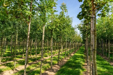 Koelreuteria paniculata hoogstam 10/12