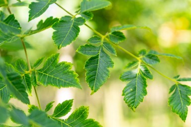 Koelreuteria paniculata hoogstam 10/12