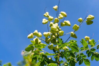 Koelreuteria paniculata hoogstam 10/12