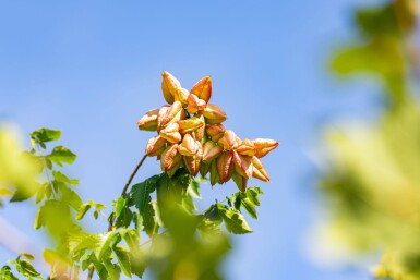 Koelreuteria paniculata hoogstam 10/12