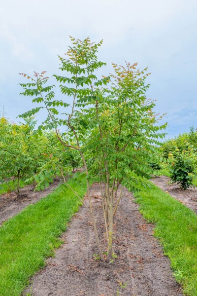 Koelreuteria paniculata meerstammig 300-350