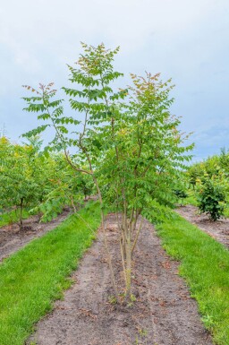 Koelreuteria paniculata meerstammig 300-350