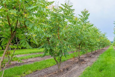 Koelreuteria paniculata meerstammig 300-350