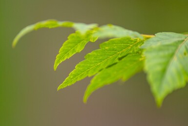 Koelreuteria paniculata meerstammig 300-350