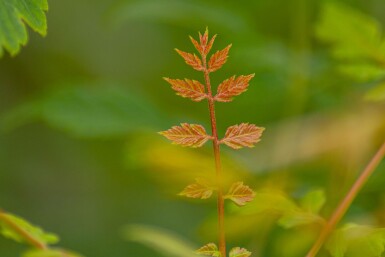 Koelreuteria paniculata meerstammig 300-350