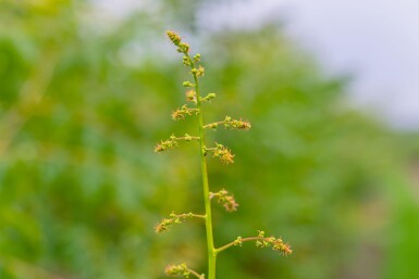 Koelreuteria paniculata meerstammig 300-350
