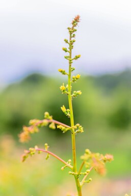 Koelreuteria paniculata meerstammig 300-350