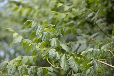 Koelreuteria paniculata meerstammig 300-350