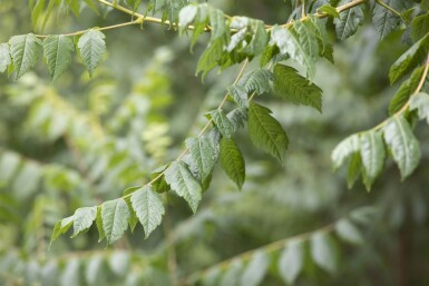 Koelreuteria paniculata meerstammig 300-350