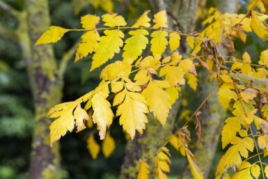 Koelreuteria paniculata meerstammig 300-350