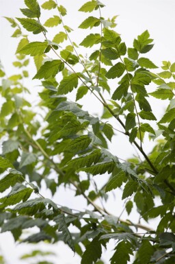 Koelreuteria paniculata meerstammig 300-350