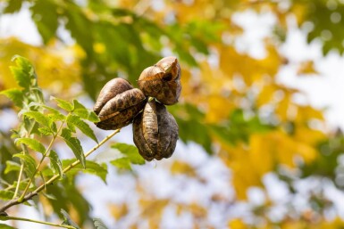 Koelreuteria paniculata meerstammig 300-350