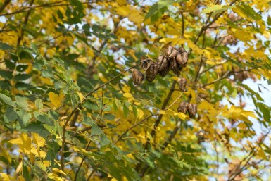 Koelreuteria paniculata meerstammig 300-350