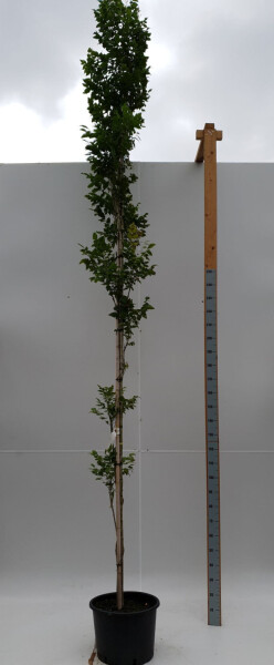 Koelreuteria paniculata 'Fastigiata' hoogstam 4/6 (spil)