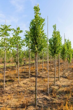 Koelreuteria paniculata 'Fastigiata' hoogstam 4/6 (spil)