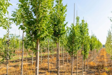Koelreuteria paniculata 'Fastigiata' hoogstam 4/6 (spil)