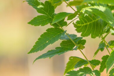 Koelreuteria paniculata 'Fastigiata' hoogstam 4/6 (spil)