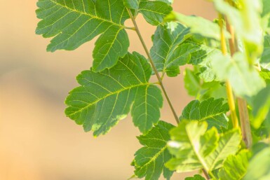 Koelreuteria paniculata 'Fastigiata' hoogstam 4/6 (spil)