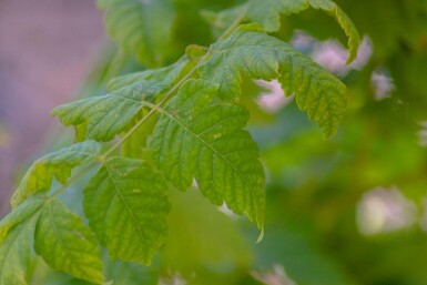Koelreuteria paniculata 'Fastigiata' hoogstam 4/6 (spil)
