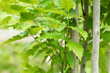 Koelreuteria paniculata 'Fastigiata' hoogstam 4/6 (spil)