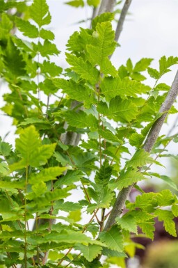 Koelreuteria paniculata 'Fastigiata' hoogstam 4/6 (spil)